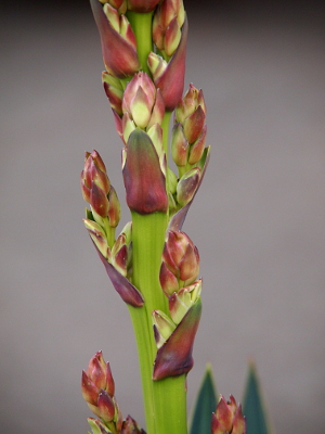 [Buds are now clearly visible and growing up from between the stalk and leaf.]